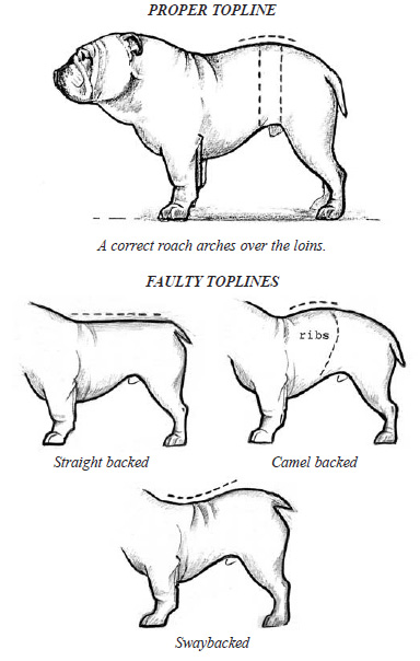 Heritage Bulldogs Croatia